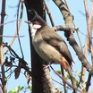 Red-whiskered Bulbul
